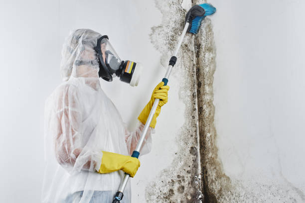 Best Commercial Mold Removal  in Monument Beach, MA