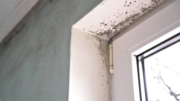 Best Toxic Mold Removal  in Monument Beach, MA