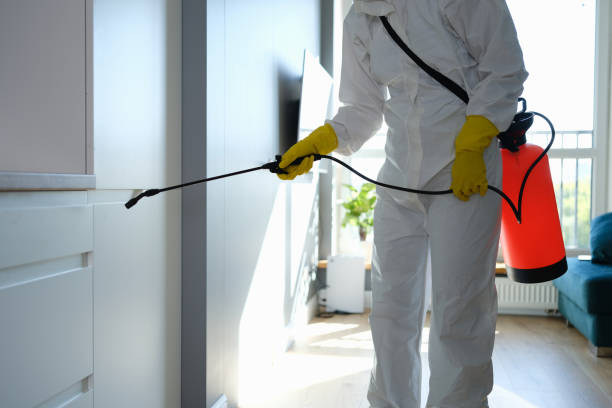 Best Attic Mold Removal  in Monument Beach, MA