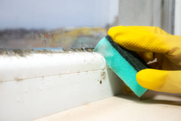 Best Local Mold Removal Service  in Monument Beach, MA